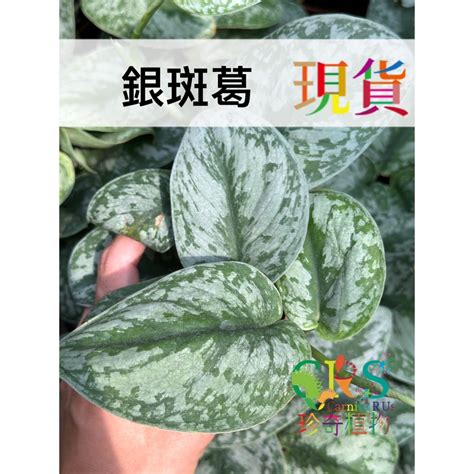 銀斑葛風水|【銀斑葛風水】銀斑葛風水：用對植物擺好位置，輕鬆提升居家好。